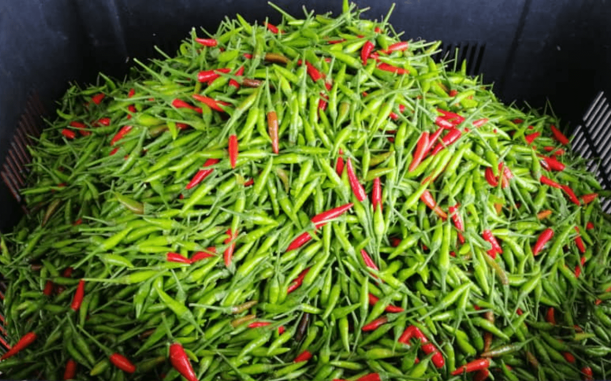 Feeding the craving for quality chillies in Malaysia